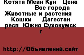 Котята Мейн Кун › Цена ­ 15 000 - Все города Животные и растения » Кошки   . Дагестан респ.,Южно-Сухокумск г.